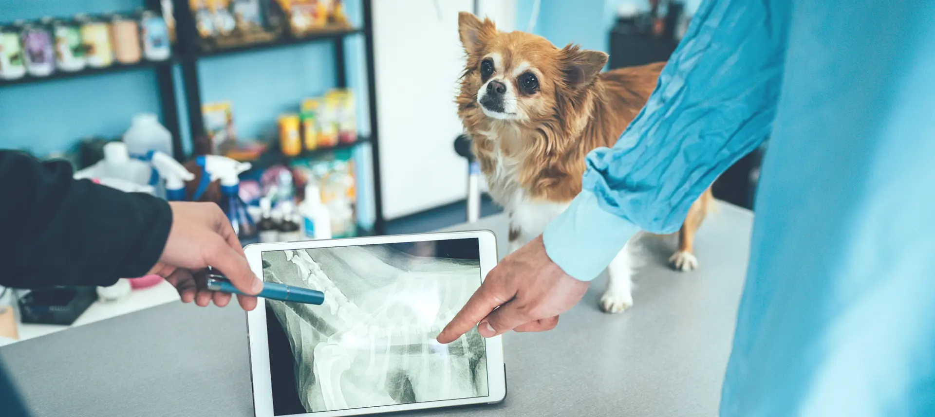 How Much Do Veterinarian XRay Machines Cost?
